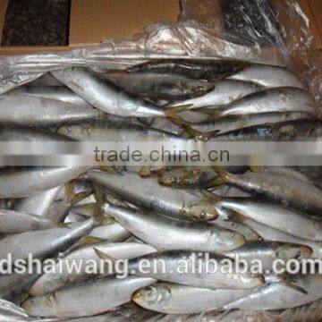 New caught frozen sardine with size 90 pcs / 10kg