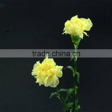 High grade Liberty yellow carnation flower with cheap price