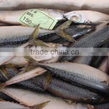 150-200g land frozen mackerel fish, frozen pacific mackerel hot sale