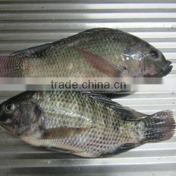 FROZEN WHOLE ROUND TILAPIA photo-2