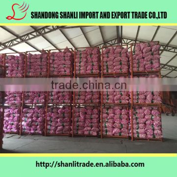 Fresh Jin Xiang brand pure white garlic powder/fresh garlic/chinese garlic price