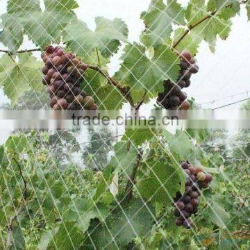 Plastic Vineyard Bird Netting
