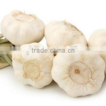 Garlic Oil FCC photo-2
