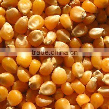 TOP QUALITY CORN AT CHEAP PRICE