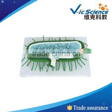 Best price good quality Bacterial enlarge model