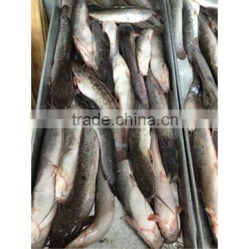 Frozen catfish exporters from China