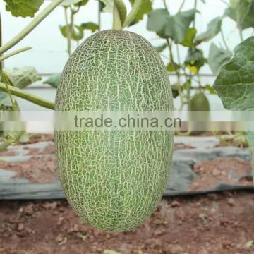 Hybrid muskmelon seeds hami sweet melon for sale No.2