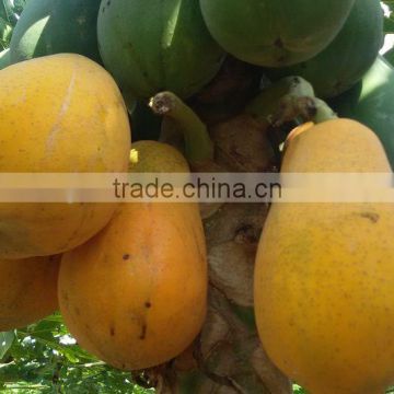 Sale High germination Chaenomeles sinensis seeds papaya seeds fruit tree seeds for planting