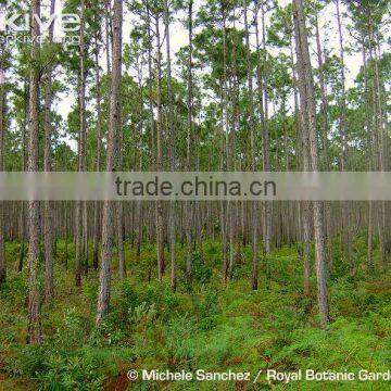 Pinus Carribaea photo-6