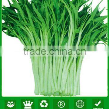 MWS02 Xiye white stem high quality water spinach seeds for planting