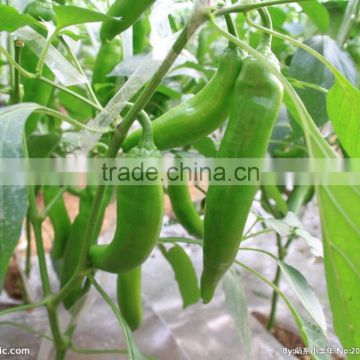 hot chili pepper seeds