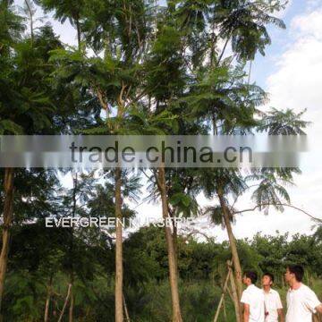 Jacaranda acutifolia Humb.et Bonpl.