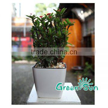 Plastic Flower Pots,flower Pot,self-watering Planter,nursery Pots,Sub-irrigation System Planter Pot,Desktop Planter photo-2