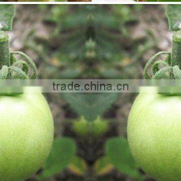 Clear Tomato Grafting Plant Clips photo-4