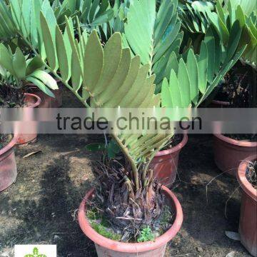 Zamia Furfuracea Dia 10-30cm Wholesale photo-3