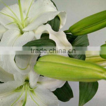 Bulk Selling Fresh Cut Flower Lily Flower For Wedding Aggrement Wholesale From Yunnan