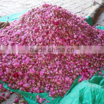 Rose Oils , Rosa damascene,