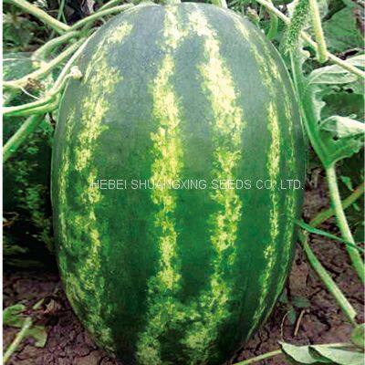 RF Tough Rind Oval Shape Hybrid f1 Watermelon Seeds