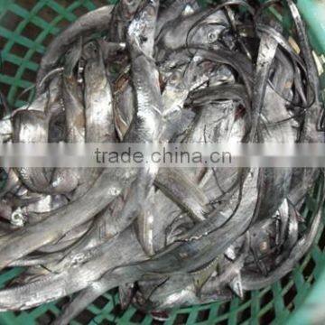 Ribbon fish for sale with 350 - 450 g / pcs