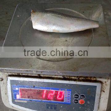 Head off Gutted Tail off Frozen Sardine Fish and Sardinella Longiceps photo-4