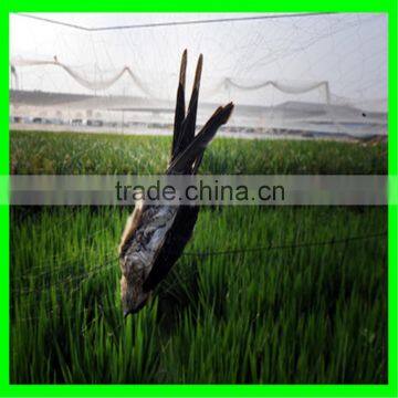 Anti Insect Bird Net for Grape Vines photo-5