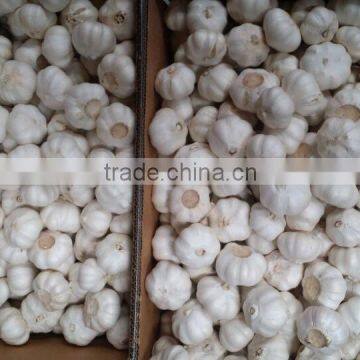 2016 Selected Garlic Export Grade Garlic Price photo-2