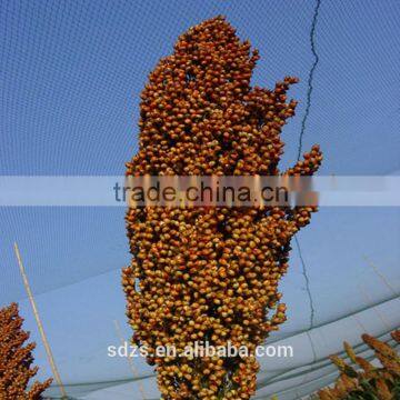 Sorghum Price Can be Very Competitive photo-5