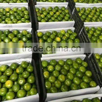 Fresh Mandarin Oranges in 2016 New Crop Sweet for Sale 9kg/box photo-2