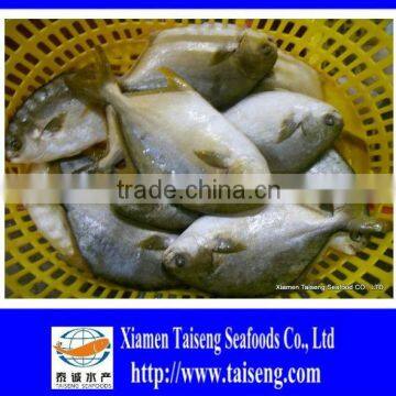 400-600g Golden Pompano Frozen Golden Pomfret