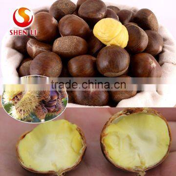 Hebei organic Fresh chestnuts