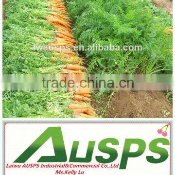 China new crop fresh carrot---hot sale !