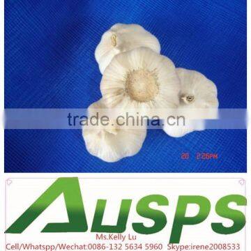 2015 crop garlic china