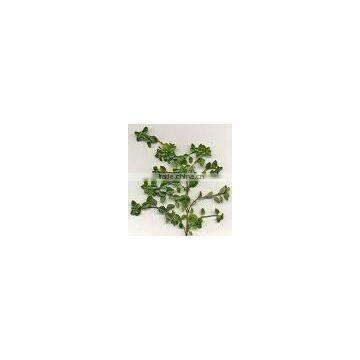 High quality competitive price Thyme Extract 4:1 10:1 20:1