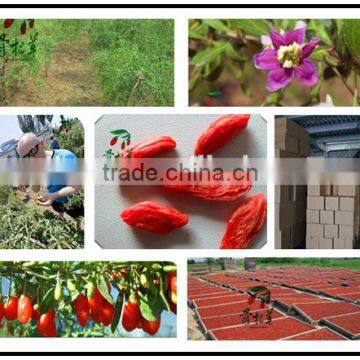 Frozen Red Fresh Medlar,goji Fruit Wolfberry,dried Goji Berry photo-2