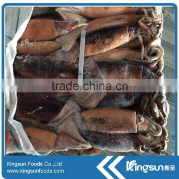Frozen Argentinus Argentina Illex Squid Exporter photo-3