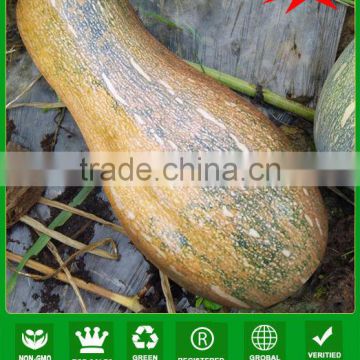 PU01 Guanglian f1 hybrid very sweet pumpkin seeds