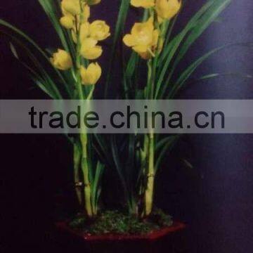 Cymbidium Hybridum Faberi(Gold Beauty) photo-2