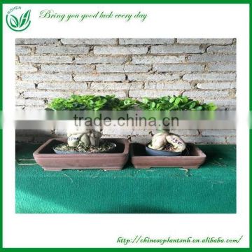 Live Mini Ficus Tree