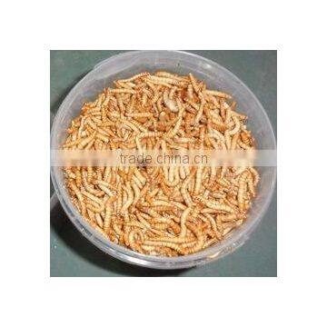 Dried Mealworms With Best Quality and Reseasonable Price photo-4