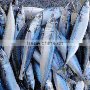 Seafrozen W/R Pacific Mackerel Fish Size 300-500 photo-2