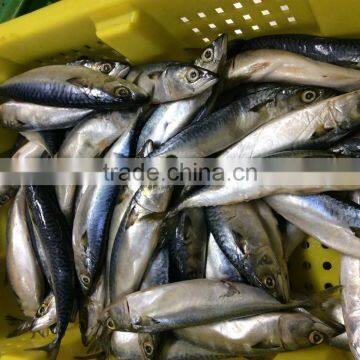 Pacific Mackerel fish