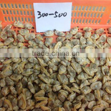 Delious Frozen Cooked Short Necked Clam Meat(baby Clam) photo-3
