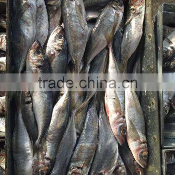 Hot Sale Frozen Horse Mackerel 200g-250g From China photo-2