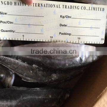 2016 New Landing Sea Frozen Horse Mackerel 20cm+ photo-5