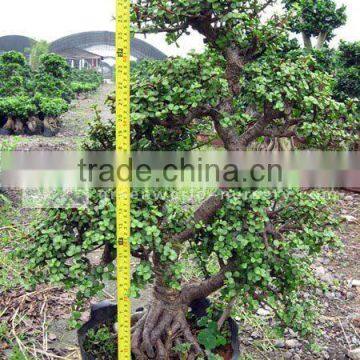 portulacaria bonsai plants