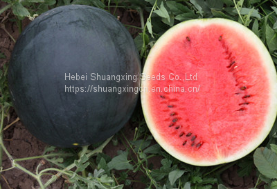 Hybrid f1 black watermelon seeds with red flesh