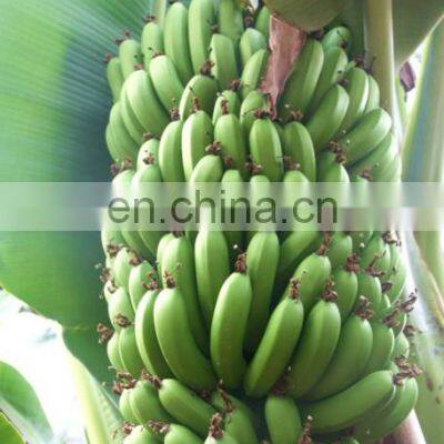 Green Banana Peeling Machine Automatic Banana Peeling Machine photo-3