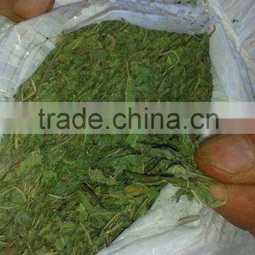 Lemon Verbena Dry Leaf photo-2