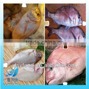 supply new catching fresh whole seabream fish