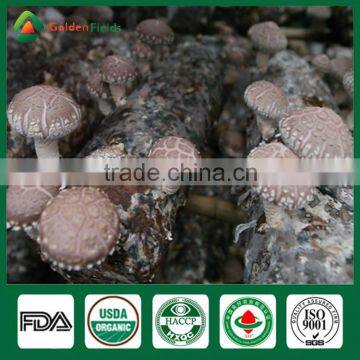 Mushroom Spawn for Sale,Shiitake Mushroom Spawn Wholesale Supplier